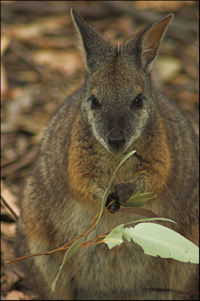 Tammar Wallaby