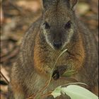 Tammar Wallaby