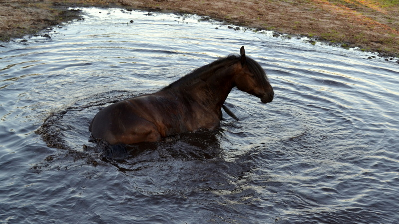 Tammo Badet