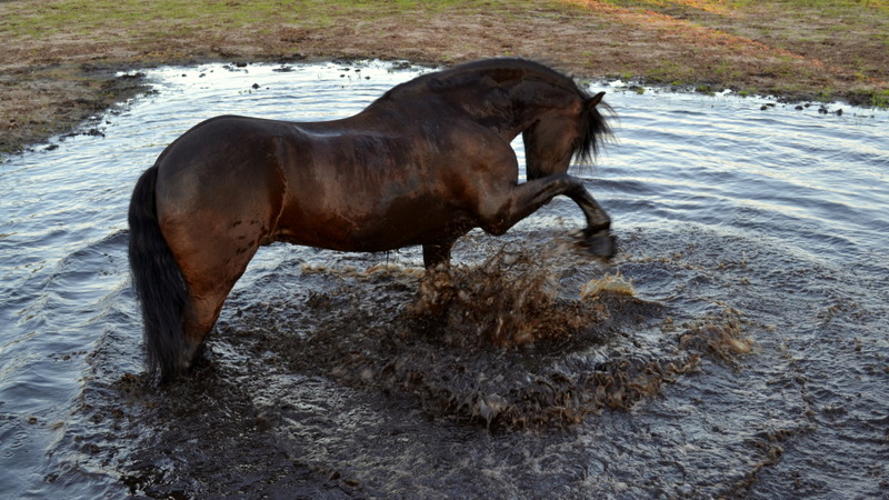 Tammo planscht im Wasser