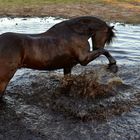 Tammo planscht im Wasser