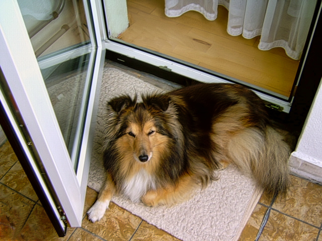 Tammy auf dem Balkon