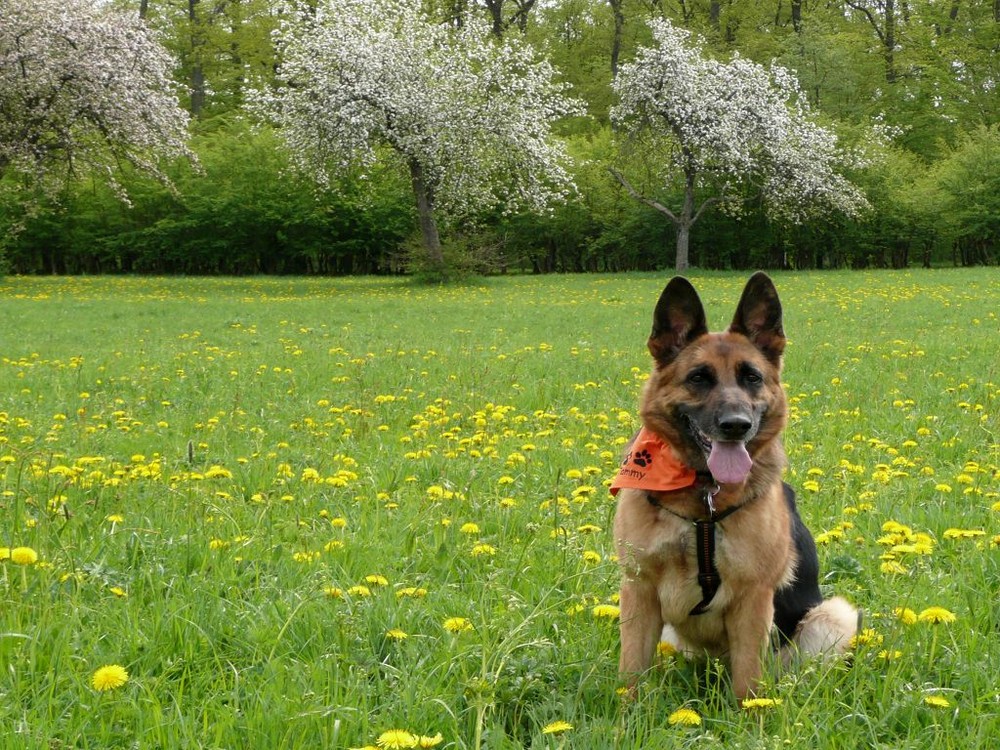 Tammy auf der Blumenwiese I