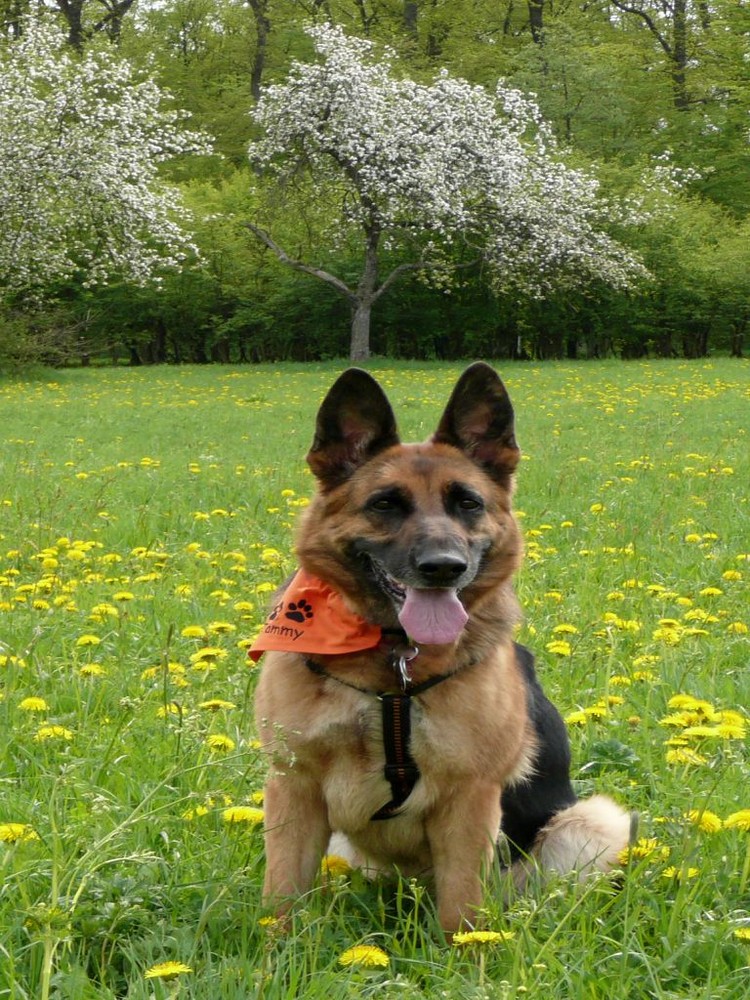 Tammy auf der Blumenwiese II