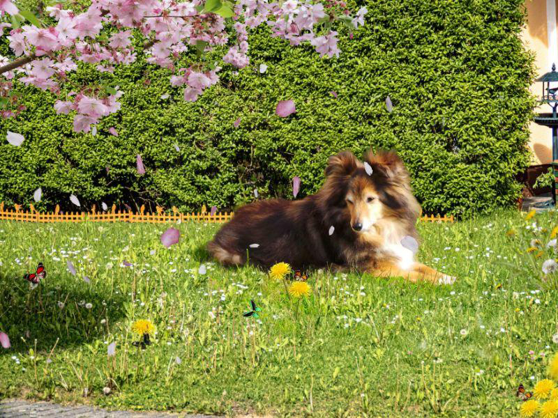 Tammy bei uns vor der Hecke 