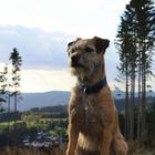 Tammy - Border Terrier