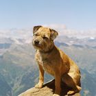 Tammy - Border Terrier