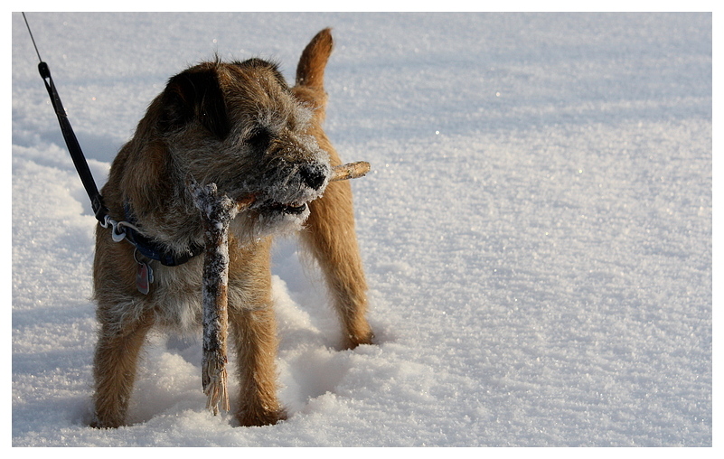 Tammy im Schnee 2