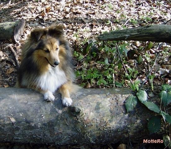 Tammy im Wald (Archiv-Bild)