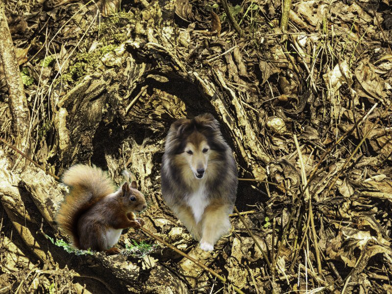 Tammy mit Eichhörnchen im Gehölz