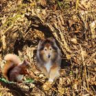 Tammy mit Eichhörnchen im Gehölz