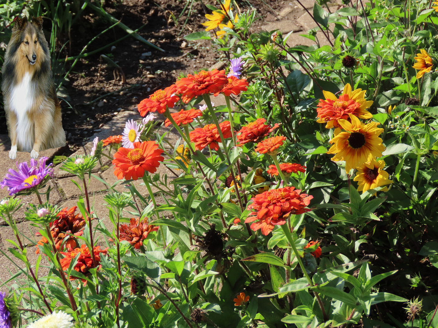 Tammy schaut zu den Blumen hin