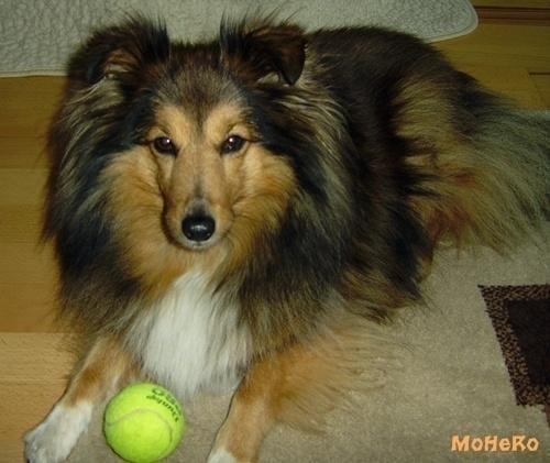 Tammy, sie spielte gerne mit dem Ball