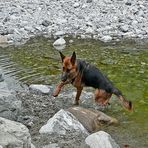 Tammy zum ersten Mal im Wasser...