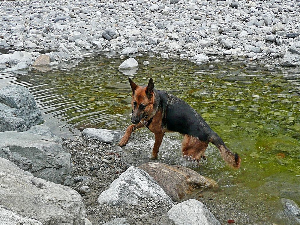 Tammy zum ersten Mal im Wasser...