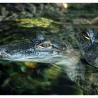Tampa Crocodiles