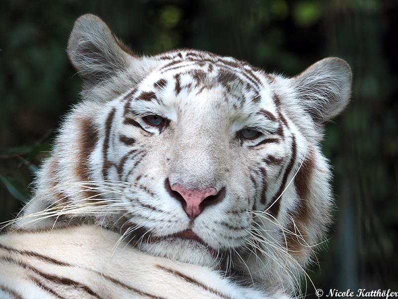 Tamuti, die weisse Tigerin