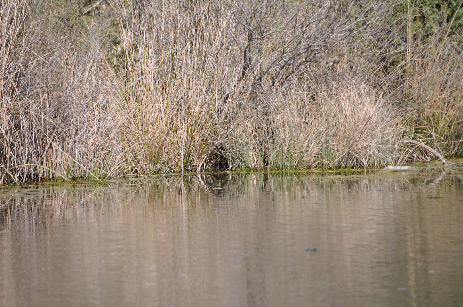 tana nel lago