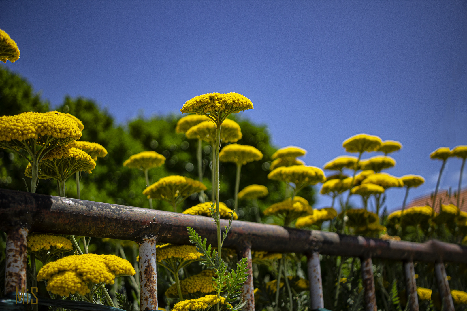 Tanacetum