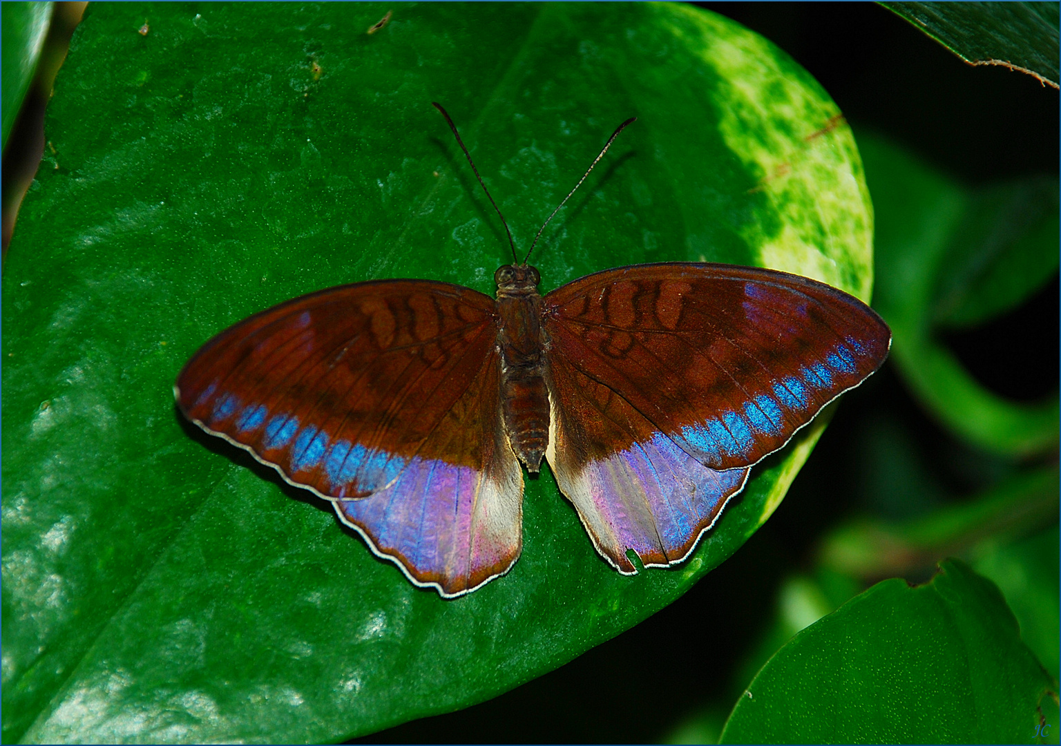 Tanaecia iapis puseda