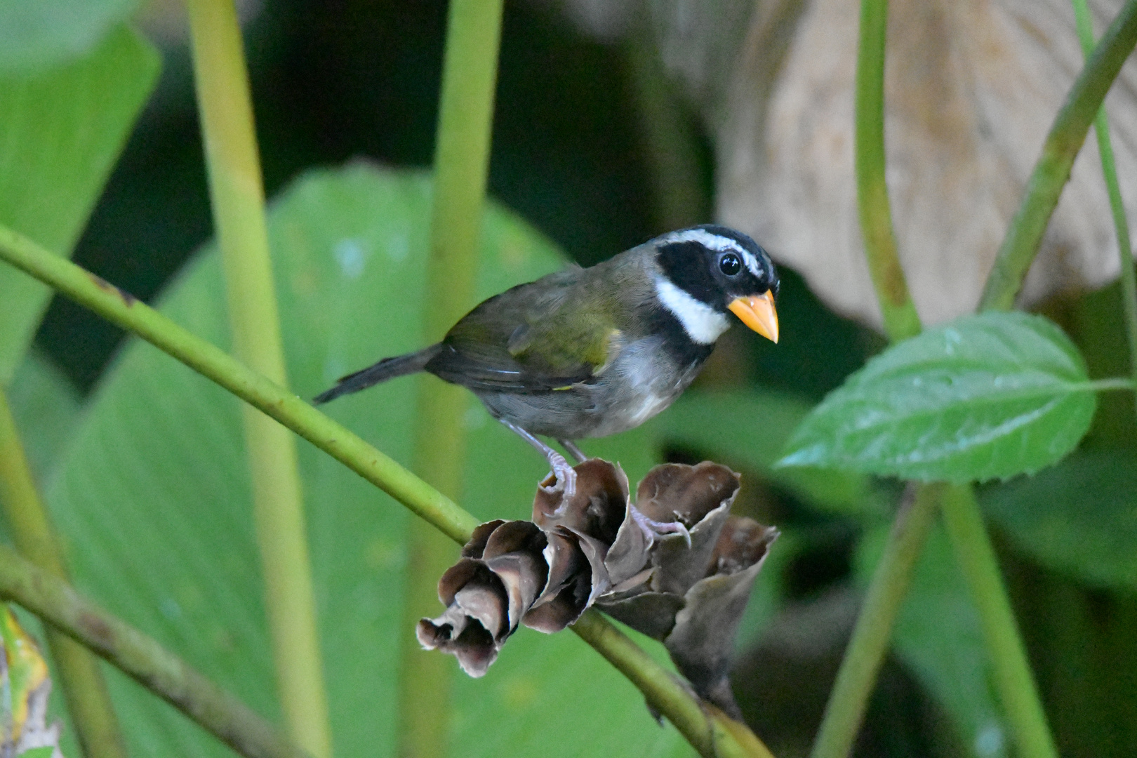 Tanager