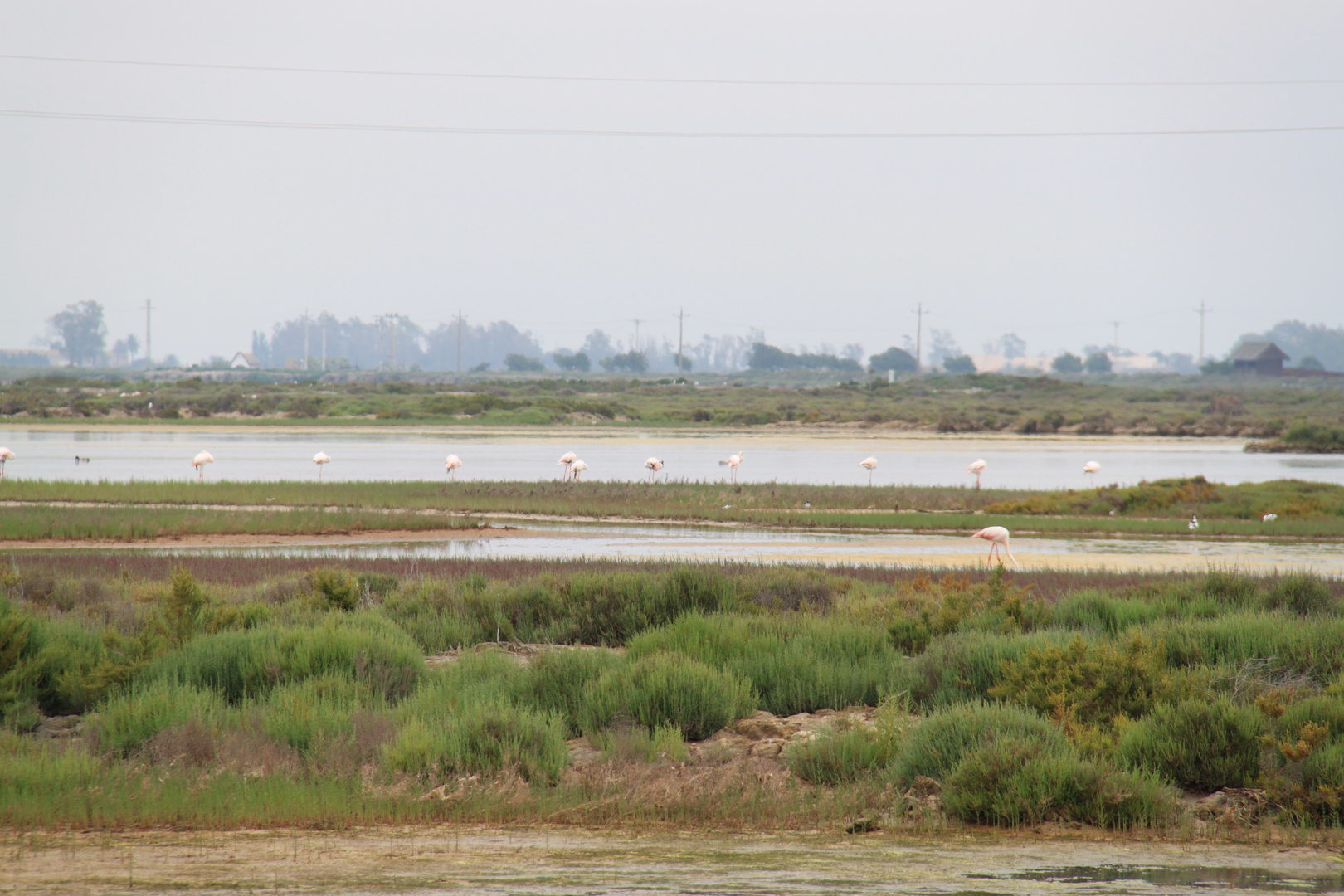 Tancada im Ebro-Delta