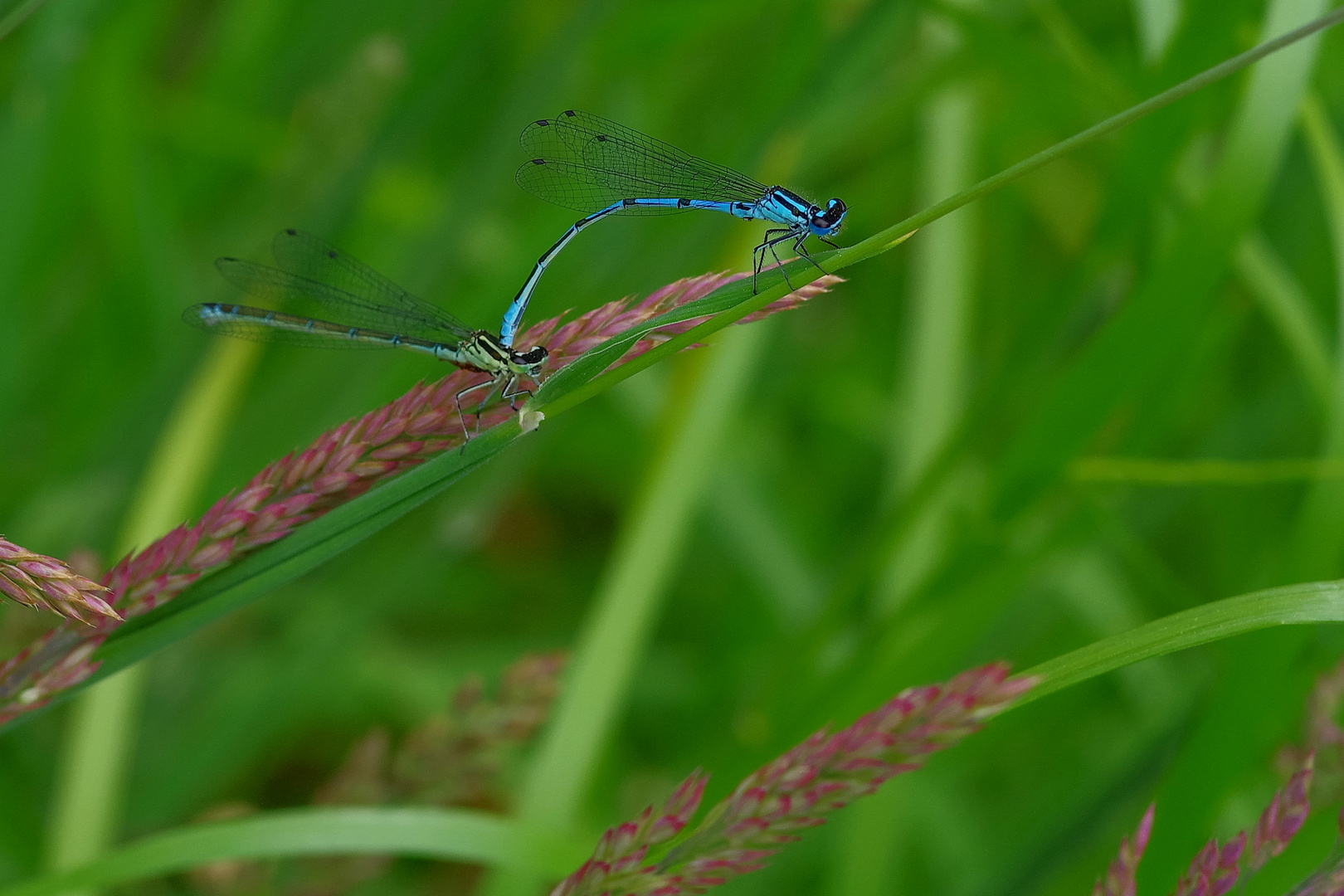 Tandem Foto & Bild tiere, wildlife, libellen Bilder auf
