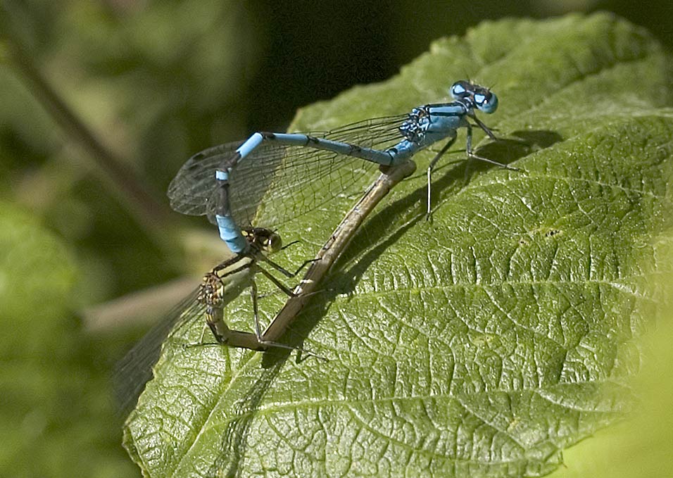 Tandem auf Libellenart