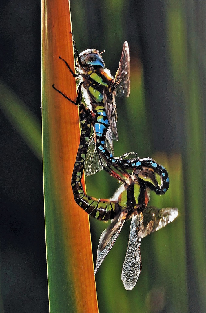 Tandem der Blaugrünen Mosaikjungfern.