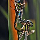 Tandem der Blaugrünen Mosaikjungfern.