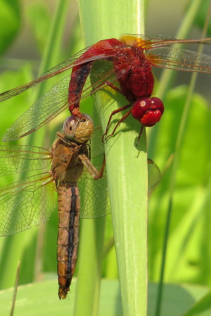 Tandem der Feuerlibelle