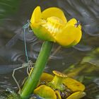 Tandem der Gemeinen Federlibelle (Platycnemis pennipes)