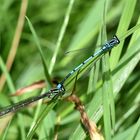 Tandem der Hufeisen-Azurjungfer