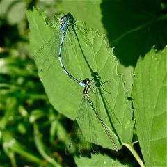 Tandem der Hufeisen-Azurjungfer (Coenagrion puella)