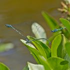  Tandem der Hufeisen-Azurjungfern....