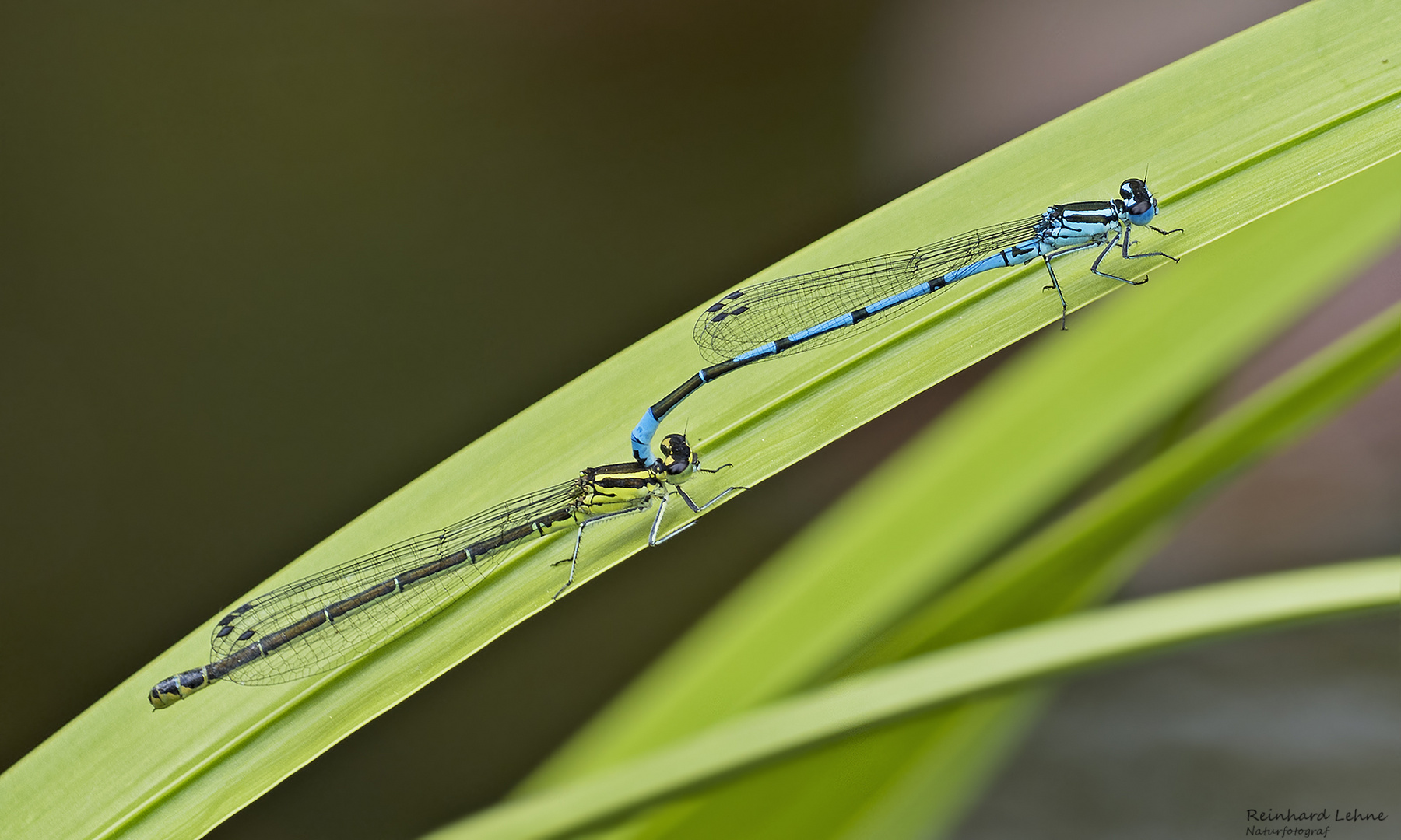   Tandem der Hufeisen-Azurjungfern