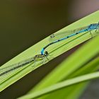   Tandem der Hufeisen-Azurjungfern