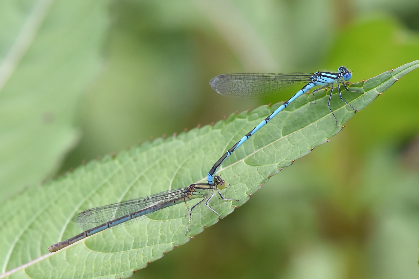 Tandem der Saphiraugen – (Erythromma lindenii)