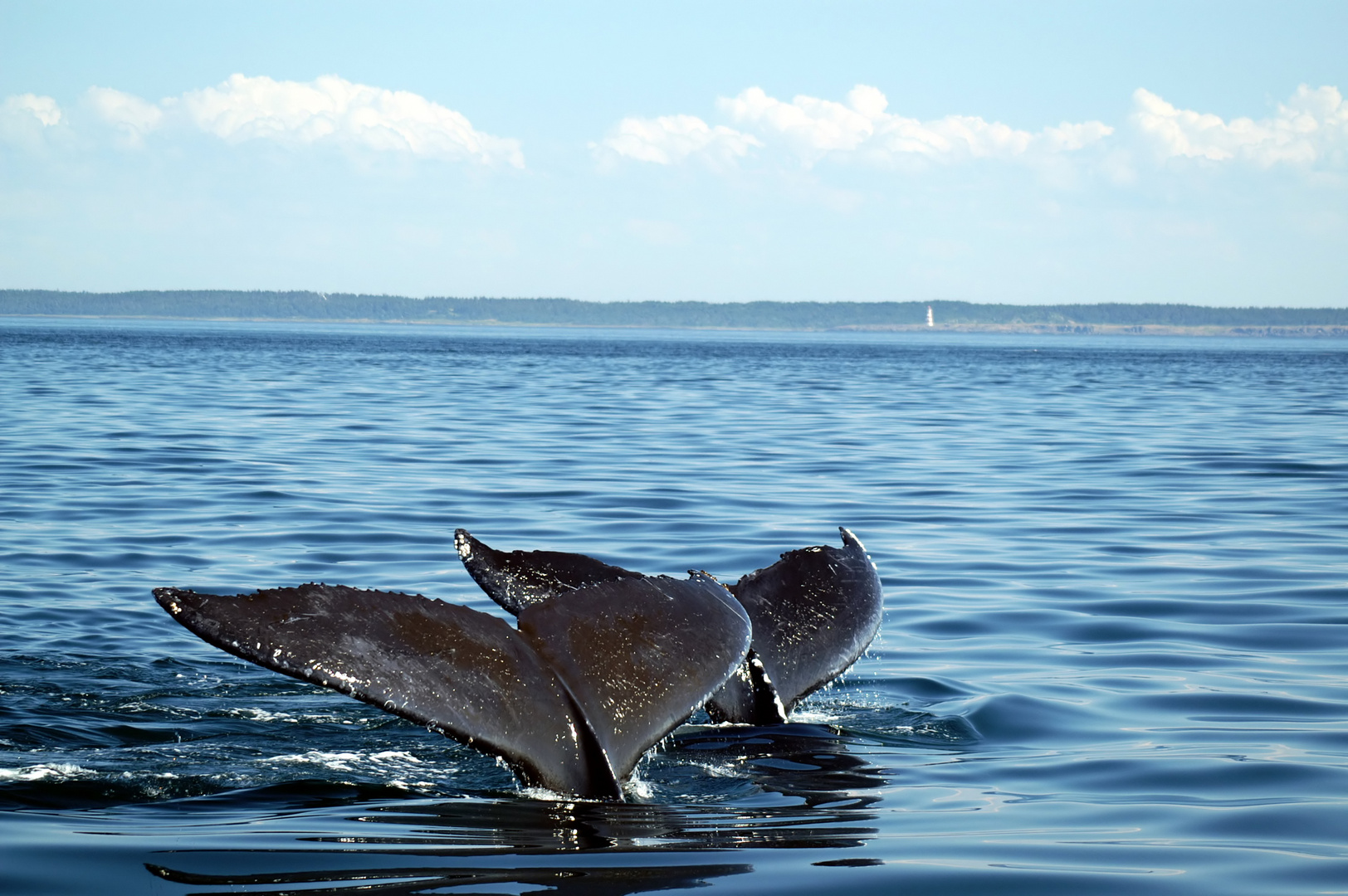 tandem diving