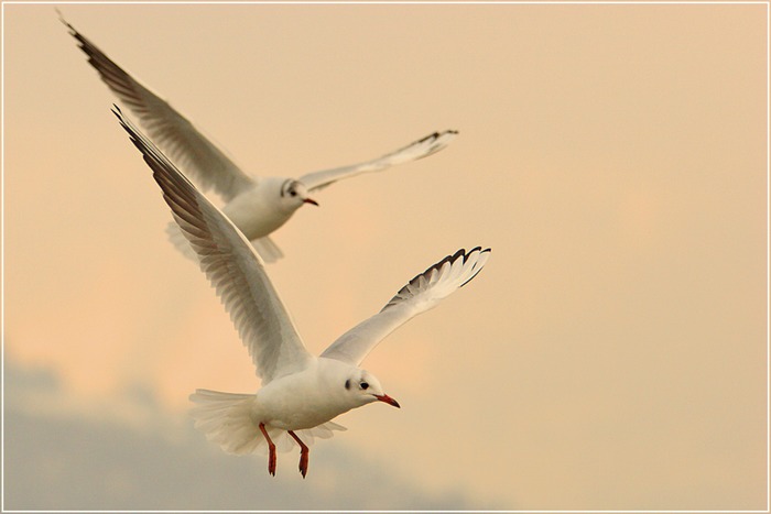 Tandem-Flug