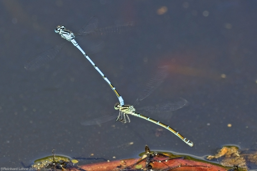  Tandem - Flug 