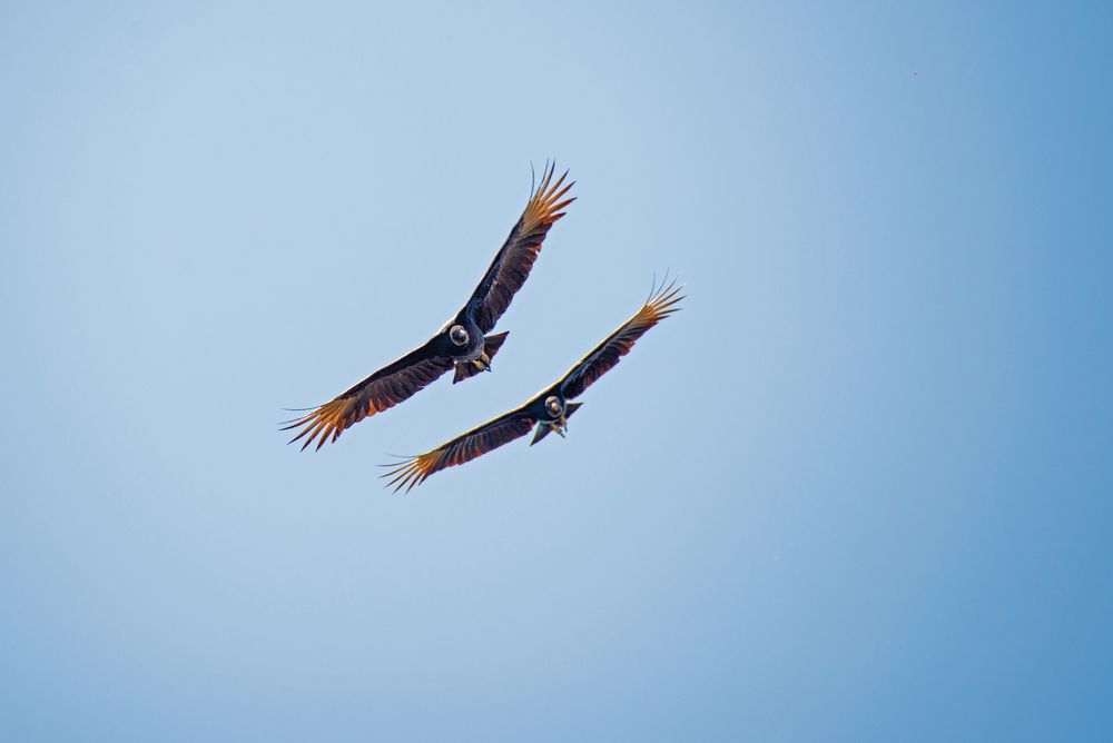 Tandem Flug.