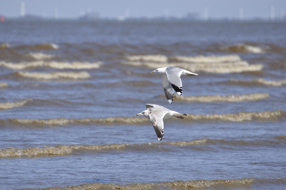 Tandem-Flug über die Nordsee