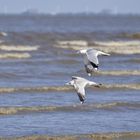 Tandem-Flug über die Nordsee