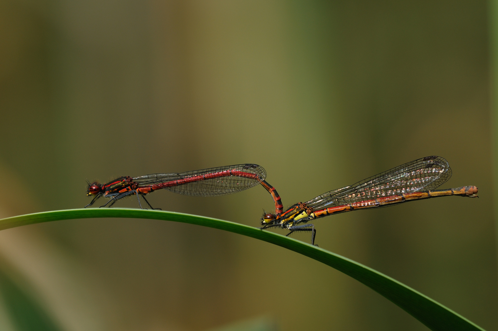 Tandem Frühe Adonis.