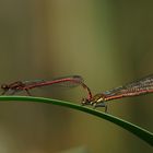 Tandem Frühe Adonis.