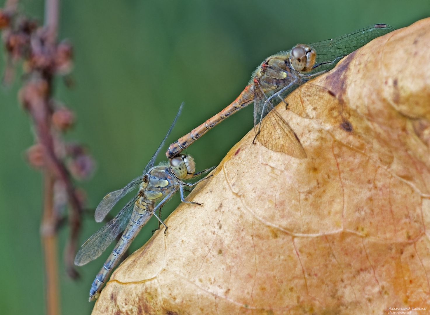   Tandem Große Heidelibelle