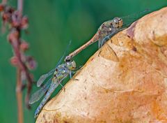   Tandem Große Heidelibelle