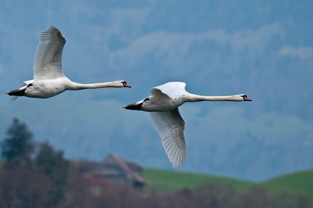 Tandemflug