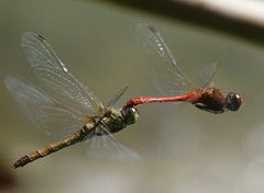 Tandemflug der Heidelibelle